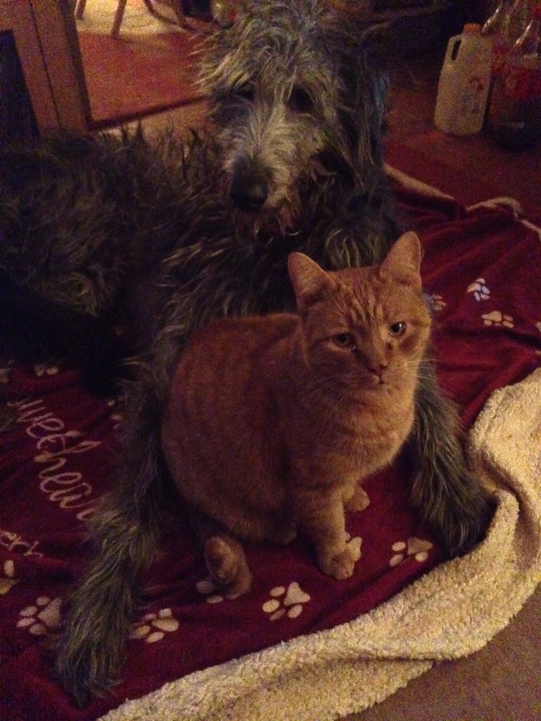 Dogs hate cats and vice versa.