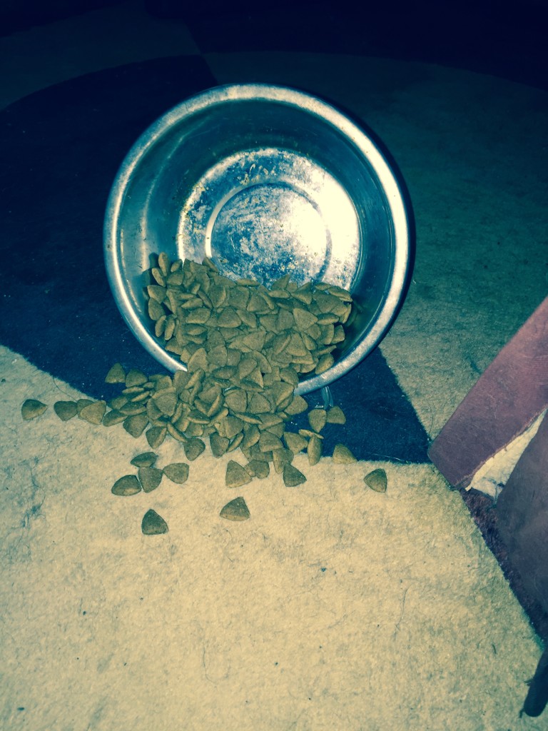 Yes, ever once in a blue moon, a dog food bowl DOES stand on end..