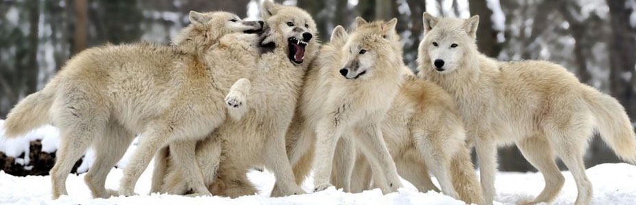 "We are the wolves of the high spirit. We are warning you to save you. Ignore us at your peril."