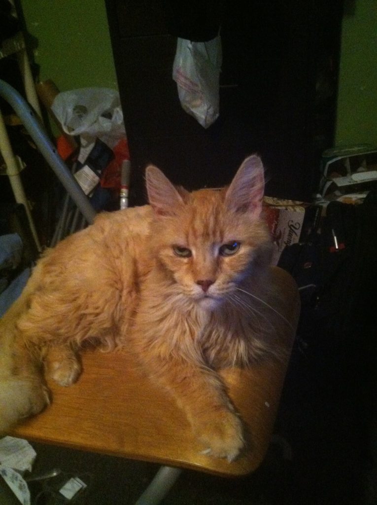 Never seen a Maine Coon cat. Now you have. His name is Cosmo. He's 16.