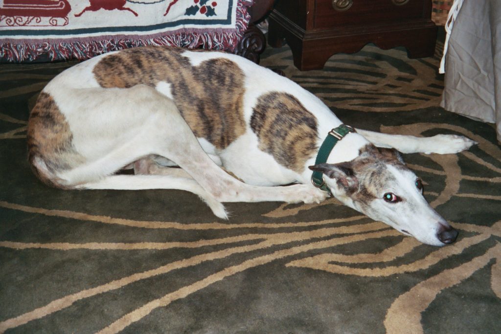 He was the king of greyhounds.