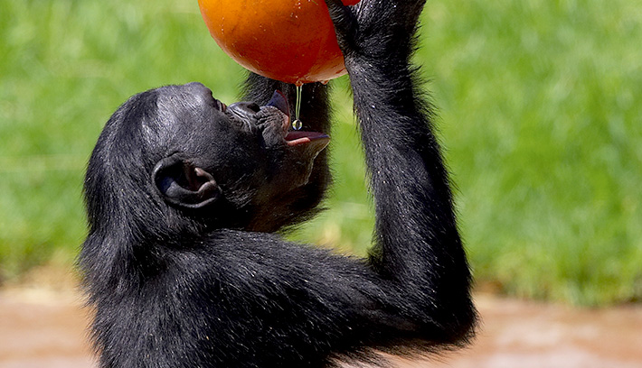 Eating stuff like the superior people want all of us to eat. Organic smoothies.